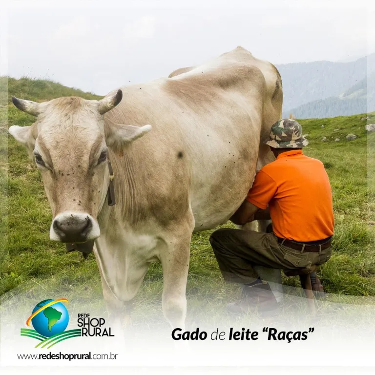 Gado de leite Raças