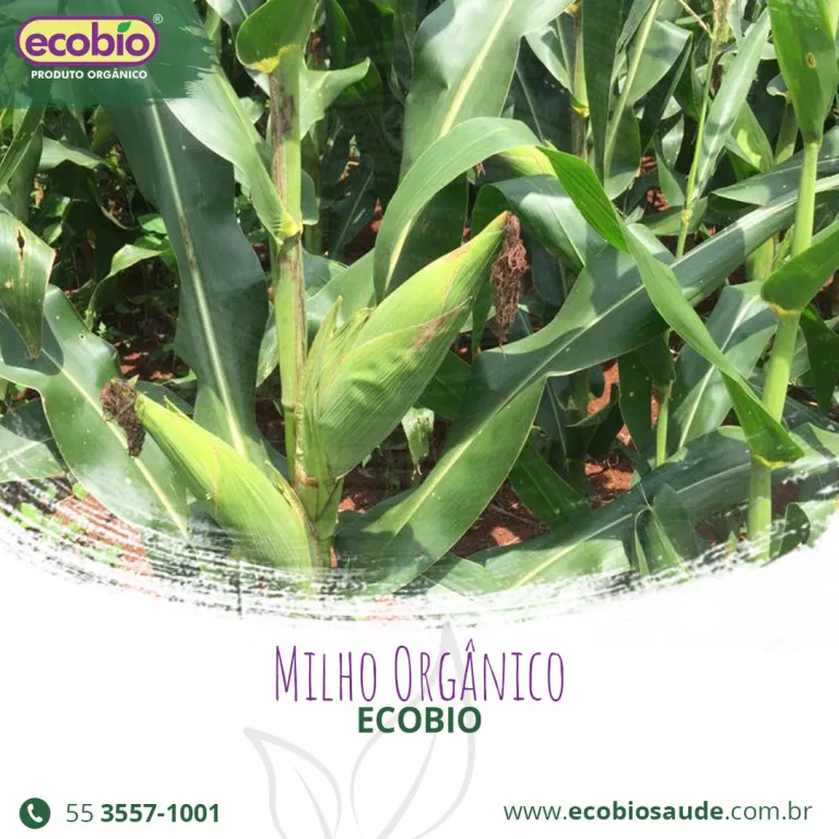 Milho Orgânico Ecobio