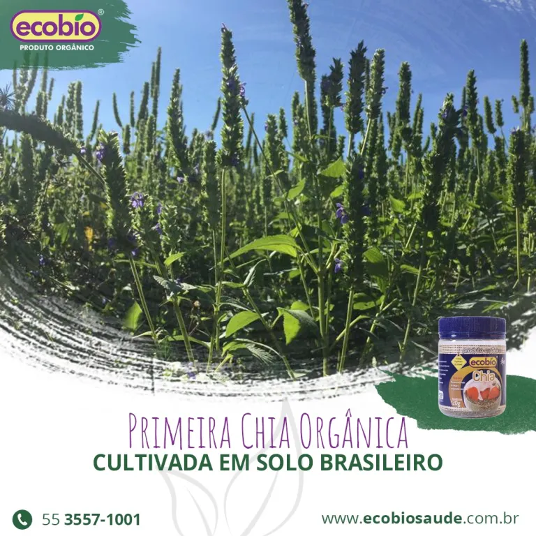 Primeira Chia Orgânica cultivada em solo brasileiro