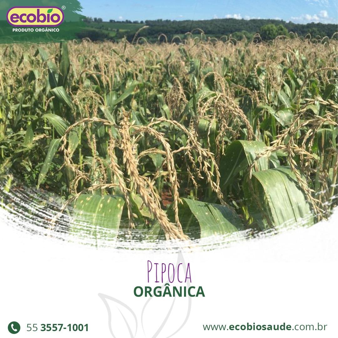Pipoca Orgânica